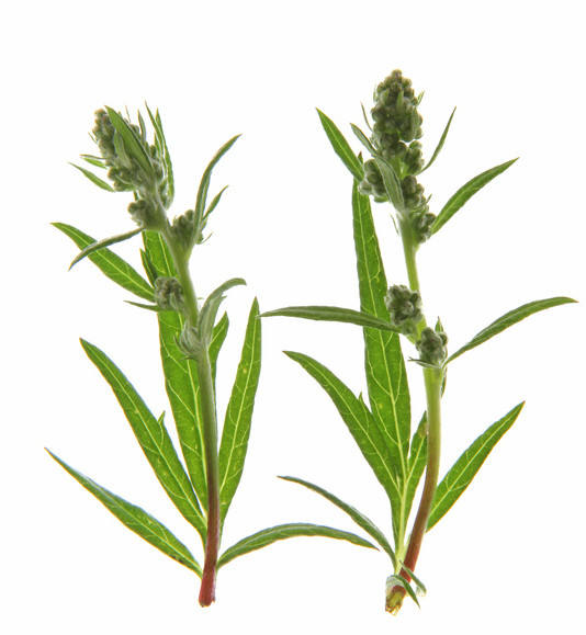 Artemisinin in der Tumorbehandlung