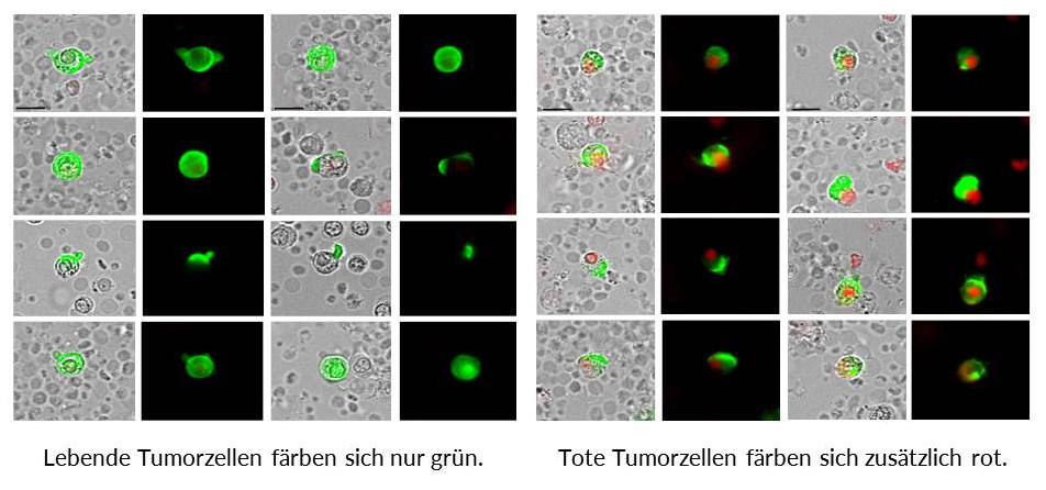 Fluoreszierende Zellen bei maintrac®