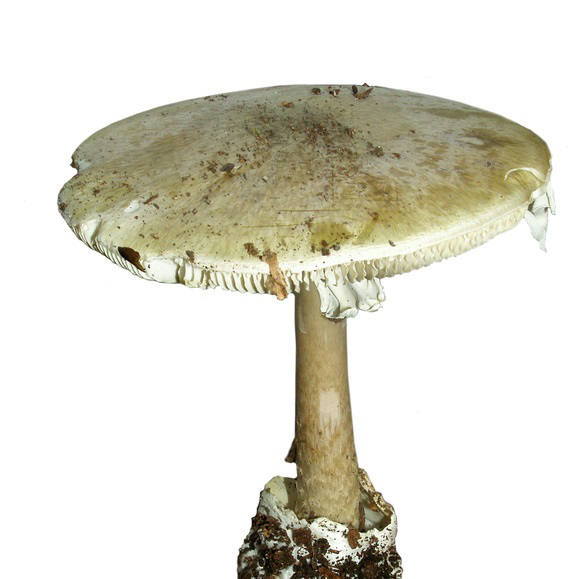 Kampf gegen Tumore mit Amanita Phalloides